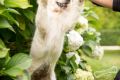 Northern Golden Retriever Puppy