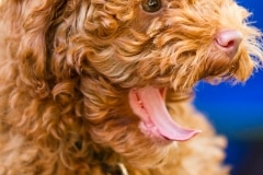 Cavoodle Puppy