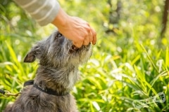Rescue Terrier
