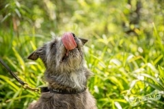 Rescue Terrier