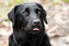 Black Lab