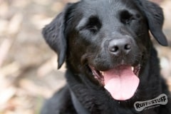 Black Lab