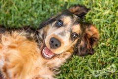 Goofball Cocker Spaniel Puppy