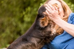 Cocker Spaniel Puppy