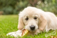 Golden Retriever Puppy Northern