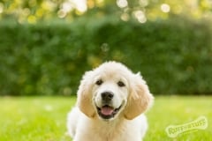 Golden Retriever Puppy Northern