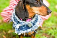 Rescue dachshund