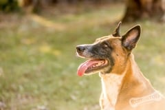 Rescue Dog Roxy