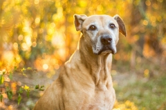 Rescue Dog Winston
