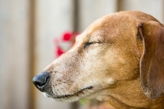 Dachshund
