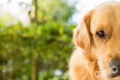 Golden Retriever Winston