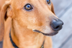 Dachshund
