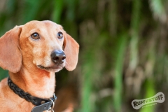 Dachshund