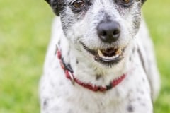 Terrier