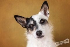 Jack Russell Terrier Rescue dog Oscar
