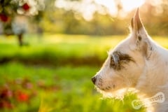 Jack Russell Terrier Rescue dog Oscar