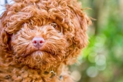 Cavoodle Puppy
