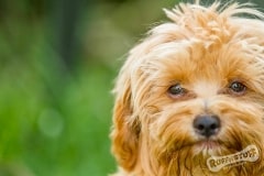 Oodle puppy