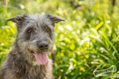 Scruffy Rescue Terrier