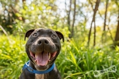 Rescue dog Staffy
