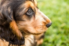 Cocker Spaniel puppy