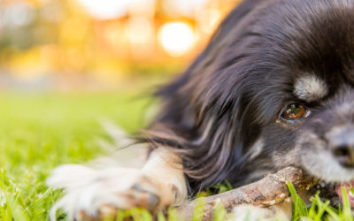 Mini Session Goodness with Little Kenny