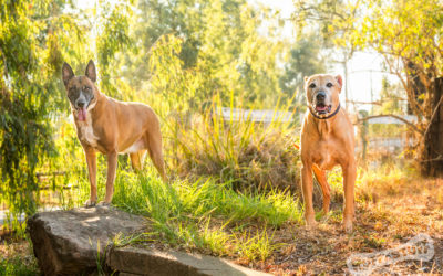 Double Trouble – Hawkesbury Pet Photographer