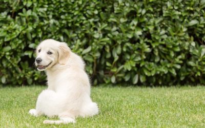 Northern – Southern Highlands Pet Photographer