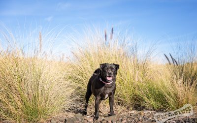 Top Ten Tips for Choosing your Pet Photographer