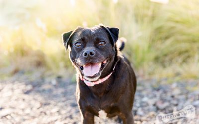 Shilo rocks Bombo – South Coast Pet Photographer