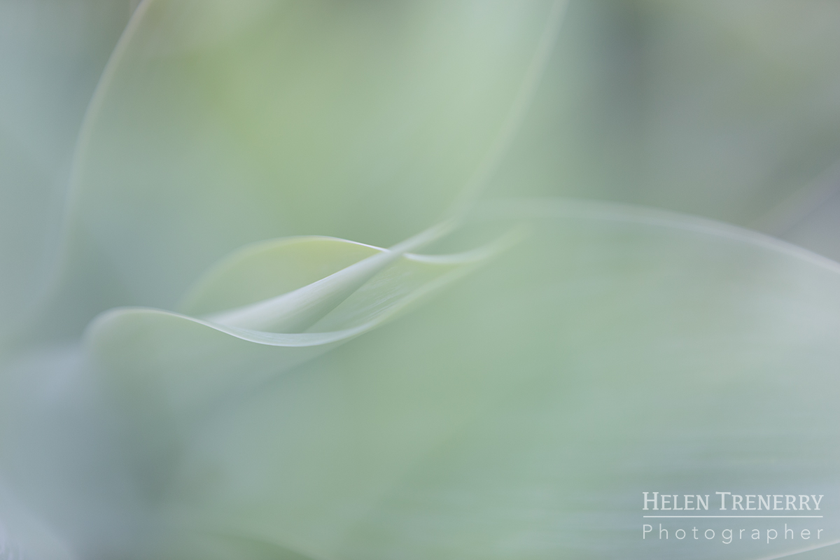 Helen Trenerry Photographer - AGAVE