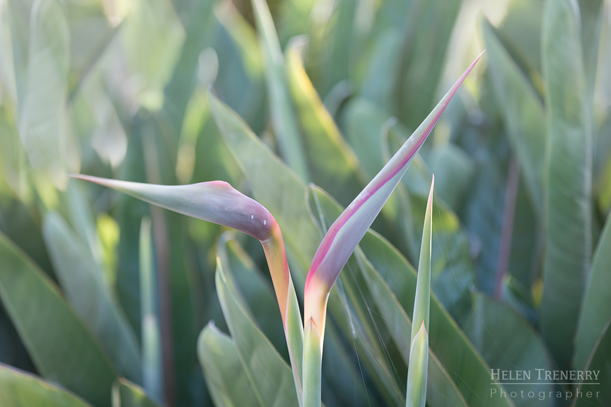 Helen Trenerry Photographer - BIRD OF PARADISE